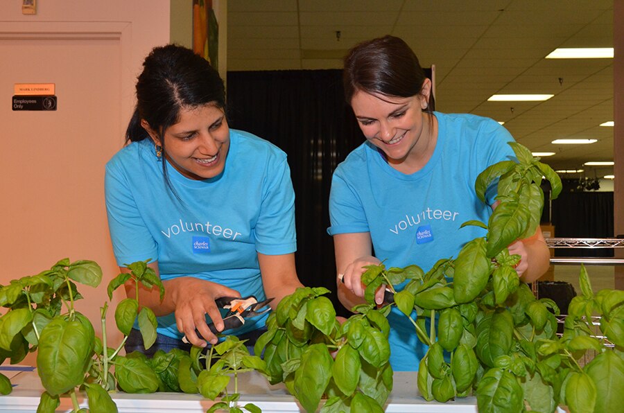 Smiling Schwab volunteers gathering fresh produce